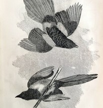 Common Magpie Victorian 1856 Bird Art Plate Print Antique Nature Ephemera DWT15 - £31.96 GBP