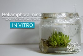 Heliamphora minor in vitro (Tissue Culture) Carnivorous plant - £19.55 GBP