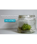 Heliamphora minor in vitro (Tissue Culture) Carnivorous plant - £19.65 GBP