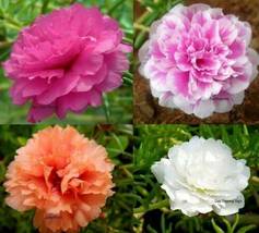 Ship From Us 4,000 Moss Rose Double Flower Mix Seeds, ZG09 - £14.76 GBP