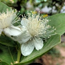 10 Seeds Tropical Pear Guava Psidium Guajava Fresh Seeds From US - £12.88 GBP