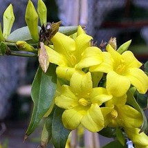 Gelsemium Sempervirens Carolina Or Yellow Jasmine 10 Seeds Fresh Seeds - $25.60