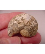(F424-C) 1-1/8&quot; Ammonite fossil ammonites extinct marine molluscs shell ... - £8.12 GBP