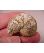 (F424-C) 1-1/8&quot; Ammonite fossil ammonites extinct marine molluscs shell ... - $10.39