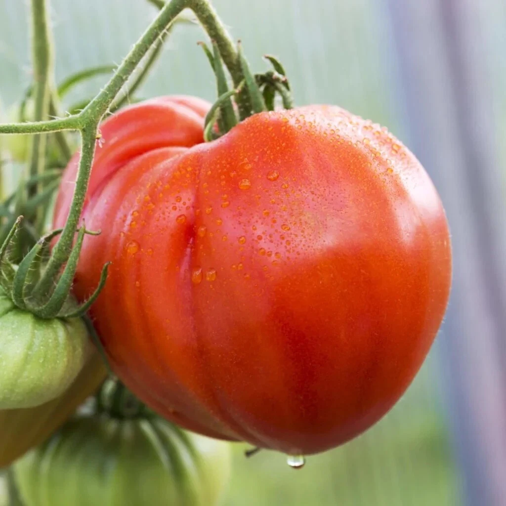 50 Seeds Giant Syrian Tomato Juicy Tomatoe Vegetable Garden Edible Food - $5.18