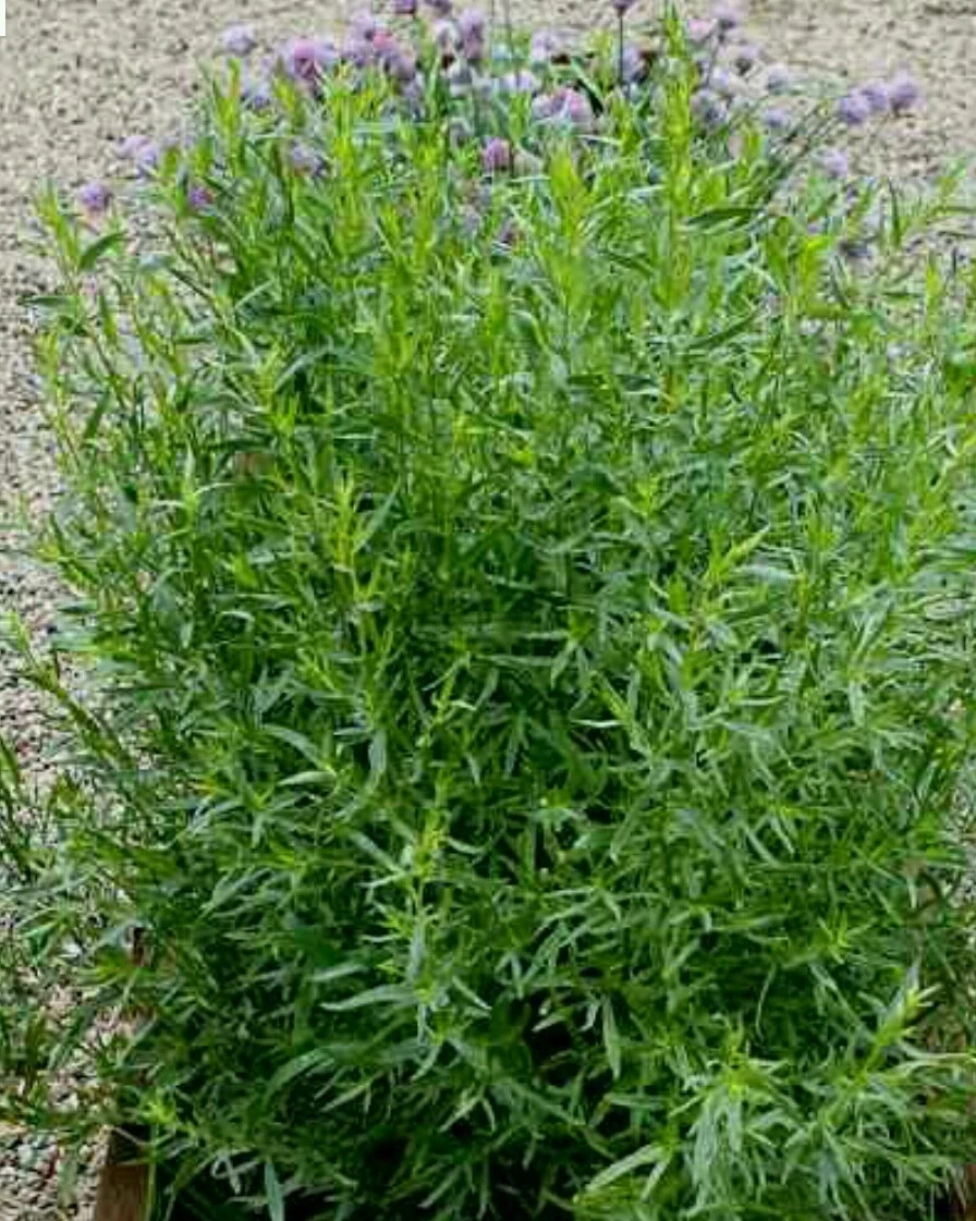 TARRAGON  -300 Herb Seeds -Non GMO-Organic-Open Pollinated. - $4.60