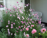 200 Cosmos Candy Stripe Flowers Fast Shipping - $8.99