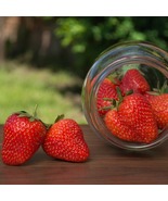 25 Strawberry Plants Chandler - June Bearing Strawberry Plants - Bare Root - £50.42 GBP