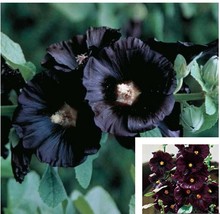 25 Seeds Black Hollyhock Flower Seeds USA Garden - £7.45 GBP