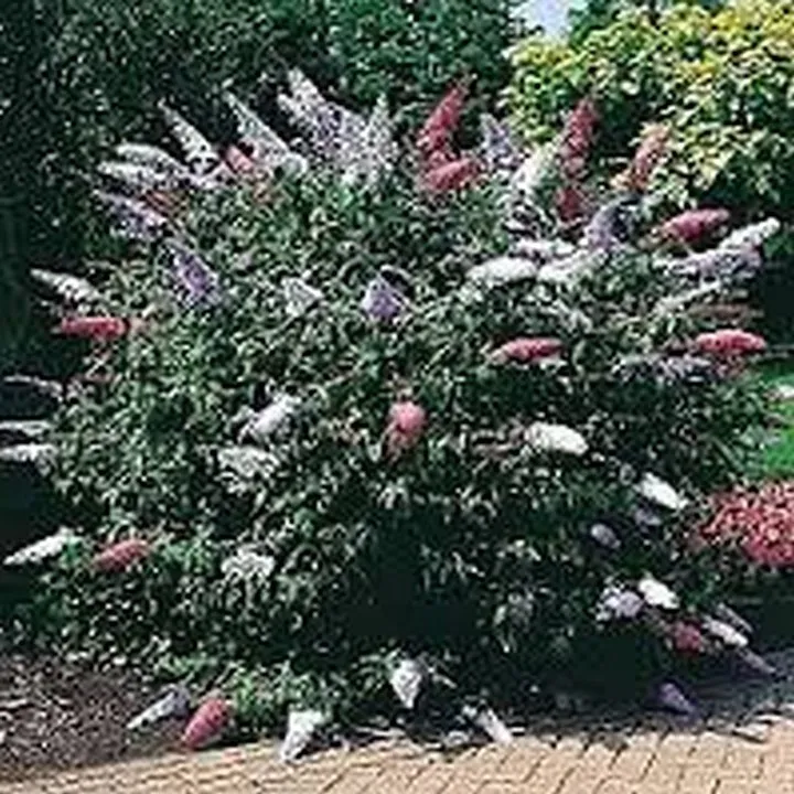 50 Seeds Butterfly Bush- Mixed colors - $8.50