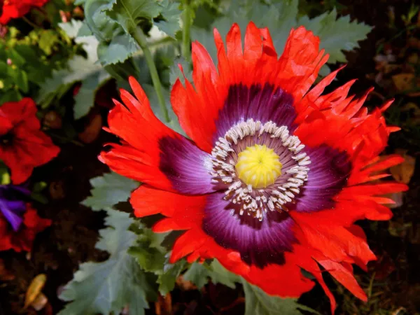 200 Organic Jimi'S Flag Poppy Scarlet Red Lavender & Purple Papaver Flower Seeds - $9.00