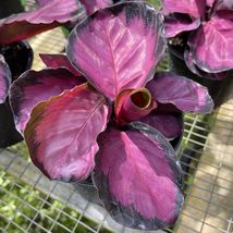 Purple Peacock Plant (Calathea) Ornamental Live Plant 10”-20” - £47.95 GBP