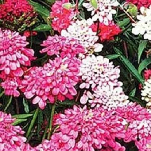 500 Candytuft Seeds Dwarf Mix Fresh New - £7.84 GBP