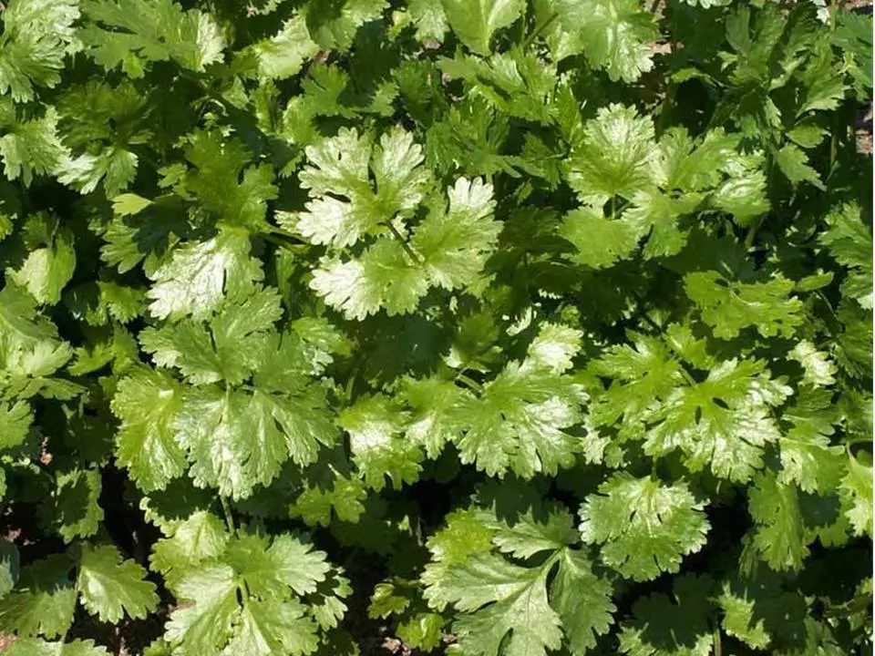 BStore 125 Seeds Coriander Leisure Cilantro Culinary Herb - £7.30 GBP