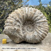 Mantelliceras giant fossil ammonite display piece genuine - $42.47