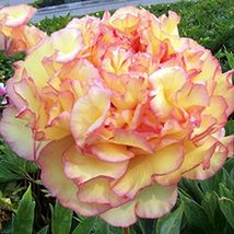 Heirloom &#39;Wudao&#39; Big Blooming Wavy Yellow Peony with red edge, Chinese light fra - £8.60 GBP