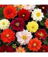 25+ Unwins Bedding Dahlia Seeds Flower Perennial Flowers Seeds Flowering... - $9.49