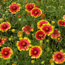 Indian Blanket Drought Resistant 315 Seeds USA Fast Shipping - £12.08 GBP