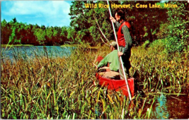Postcard Minnesota  Wild Rice Harvest on Cass Lake 2 Men Boat  5.5x3.5 - £3.95 GBP