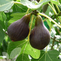 Live Plant Brown Turkey Fig Tree (California San Pedro) Live Pant - Ficus carica - £39.93 GBP