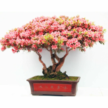 Rhododendron Flower Easy to Grow Azalea Bonsai Family &amp; Garden 100 PCS S... - $9.08