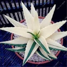 400 Seeds Rainbow Aloe Bonsai Mixed Excellent Succulent Plants Item image 3