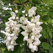 Robinia Pseudoacacia Black &amp; Yellow Locust False Acacia 10 Seeds Gardening USA S - $18.40