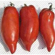 Howard German Tomato  10 Seeds  Garden Beautiful USA SELLER - $5.60