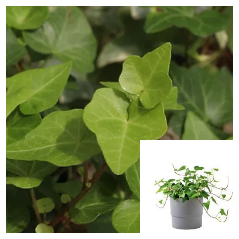 Hedera Helix Greenheart 4 Inches Plant European Ivy Plant English ivy Li... - $423.56 MXN