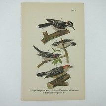 Bird Lithograph Print Hairy Woodpecker Downy Woodpecker Red-bellied Antique 1890 - £15.94 GBP