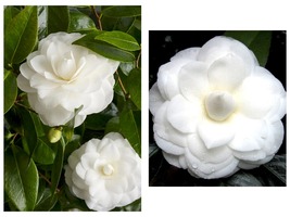 Nuccio&#39;s Gem Camellia Japonica Highly Variable Blooms Live Starter Plant - $49.99