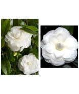 Nuccio&#39;s Gem Camellia Japonica Highly Variable Blooms Live Starter Plant - £37.96 GBP