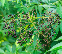 FREE SHIPPING Zanthoxylum rhetsa Indian Prickly Ash Cape Yellowwood 20 Seeds - £14.09 GBP