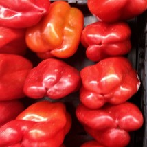 Big Red Sweet Bell Pepper Vegetable Seeds Fresh Gardening - $14.10