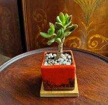 Bonsai Jade, Red Pot & Live Red Horn Tree Succulent, Ice Crack Ceramic Planter