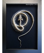 Real Snake Skeleton Enhydris Alternans Framed Taxidermy Entomology Shadowbox - $124.99