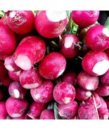 Cherry Belle Radish Seeds Non-Gmo Heirloom Seeds Fresh For Garden - $12.58 CAD