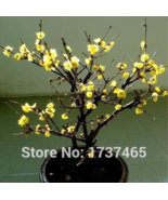 Hot New Real 20 pcs/lot Chimonanthus praecox,Wintersweet Potted Plants H... - $7.59