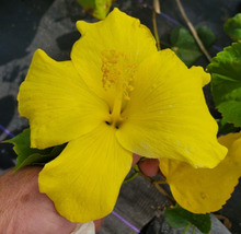 Live Plant FORT MYERS YELLOW HIBISCUS, Outdoor/Indoor Plant, Houseplant - £17.27 GBP