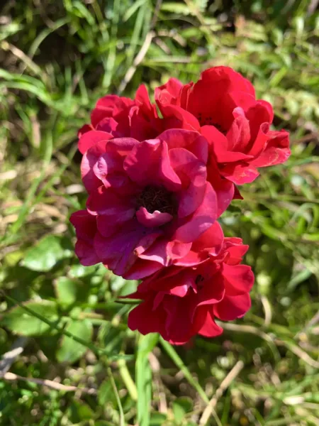 Petite Knock Out Rose, Mini Red Rose Groundcover 15 Seeds Fresh Garden - £8.76 GBP