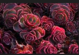 Red Dragons Blood Sedum Flower 50 Seeds - £8.25 GBP