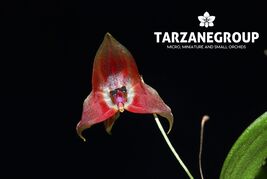 LEPANTHES LUCIFER MINIATURE ORCHID MOUNTED - $109.00
