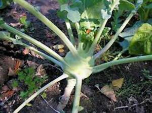 SR Kohlrabi Seed, Early White Vienna, Heirloom, Non Gmo, 25+ Seeds, - $3.29