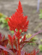 30 Forest Fire Celosia   From US - $8.00