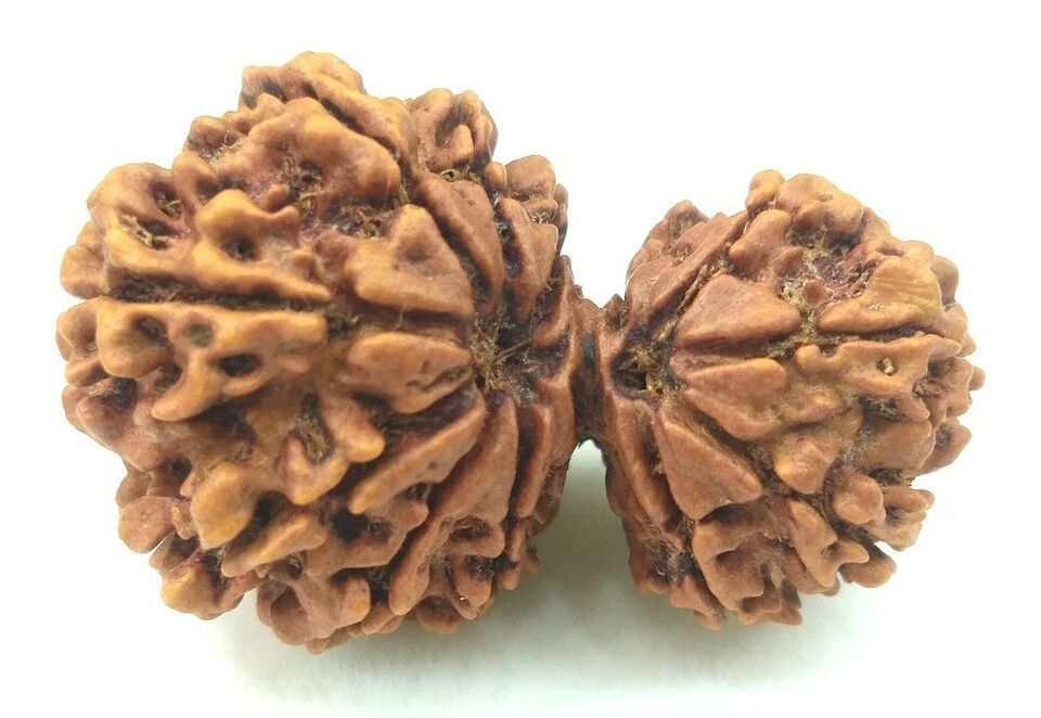 Rare Collector Size Garbh Gauri Rudraksha - 13 Mukhi - Nepal Bead - Cert... - $148.50