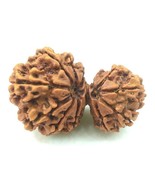 Rare Collector Size Garbh Gauri Rudraksha - 13 Mukhi - Nepal Bead - Cert... - €128,99 EUR