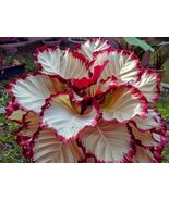 Crimson Burst Calathea Seeds for Garden Planting - $15.45