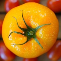 KKG 100 Seeds Organic Golden Jubilee Tomato Seeds Hột Cà Chua Fresh Garden - $7.89