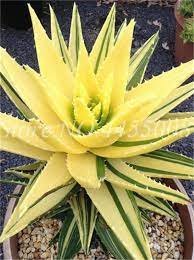 400 Seeds Rainbow Aloe Bonsai Mixed Excellent Succulent Plants Item image 2