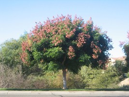 15 Seeds Koelreuteria Bipinnata Chinese Flame Tree Seeds - £12.77 GBP